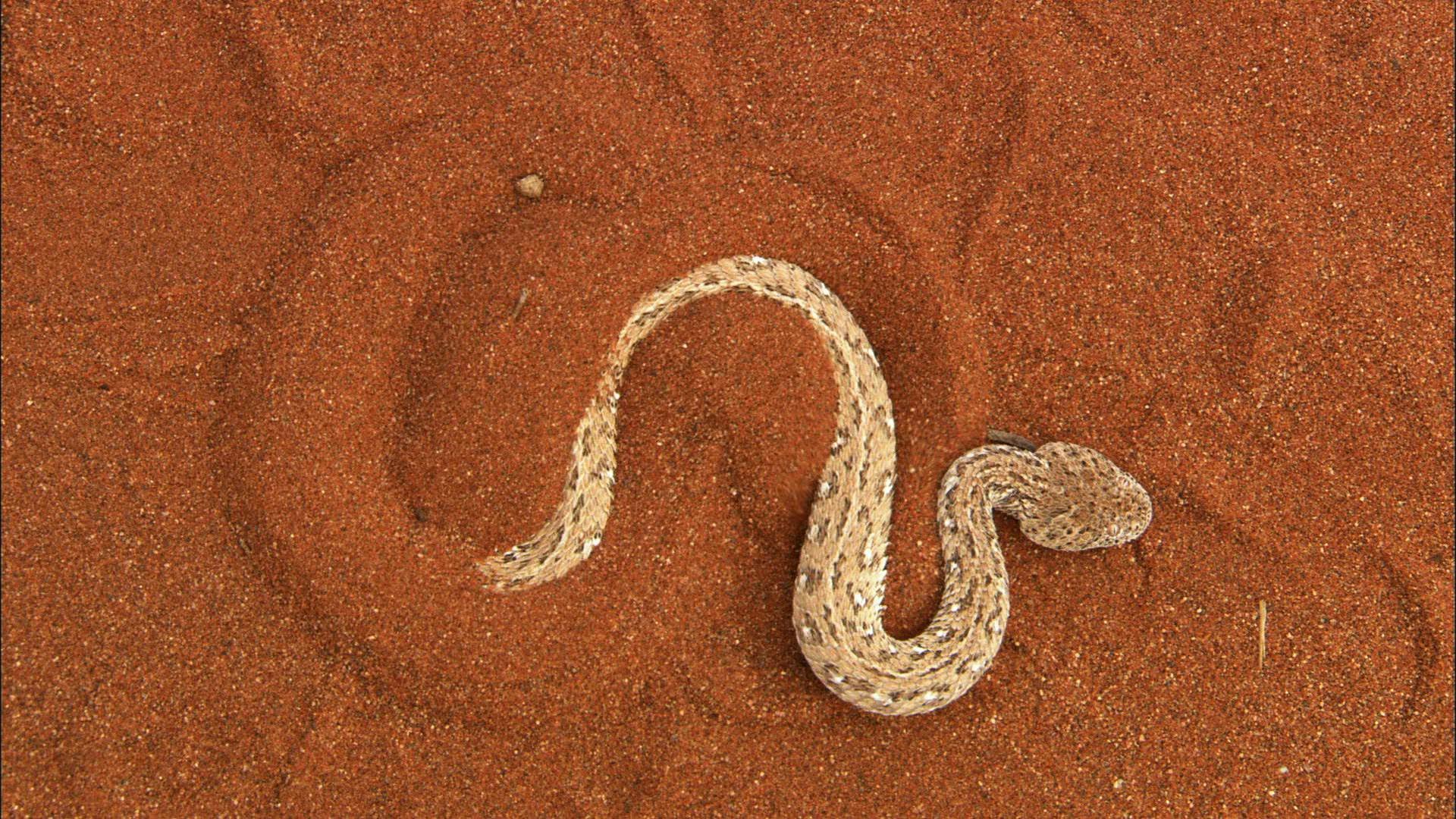 This Sidewinder Snake Slithers At Mph Videos