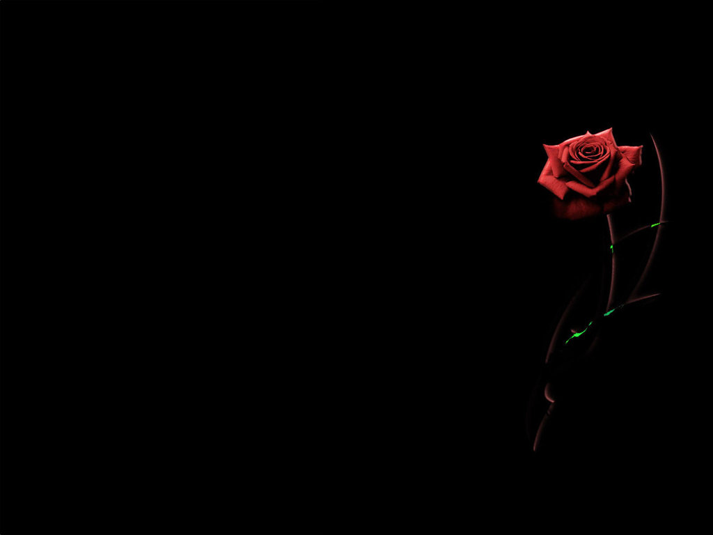 Background Red rose by H ansa