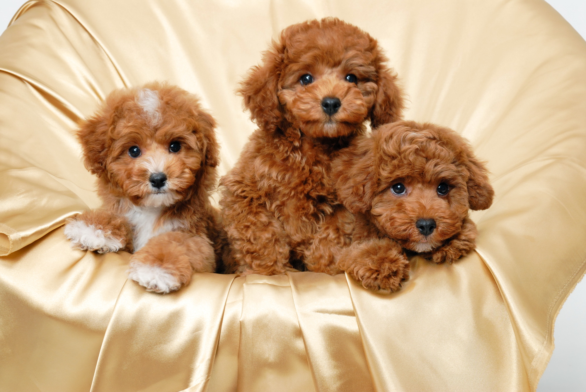 Three adorable fluffy brown Toy Poodle puppies sitting together on a gold satin background