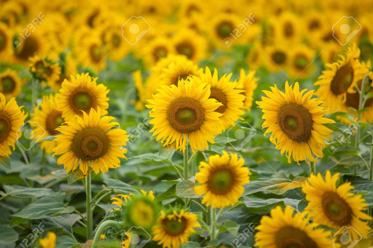 Sunflowers Background In Sunny Day Agriculture Business Concept
