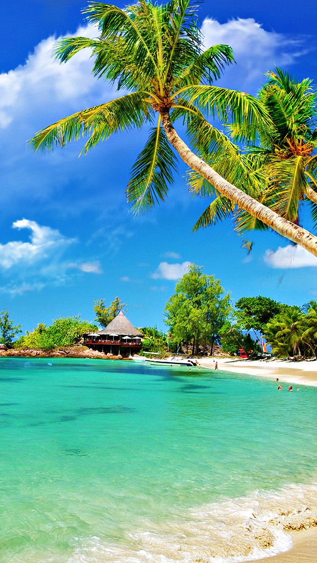 Tropical Palm Beach iPhone Wallpaper Paradise
