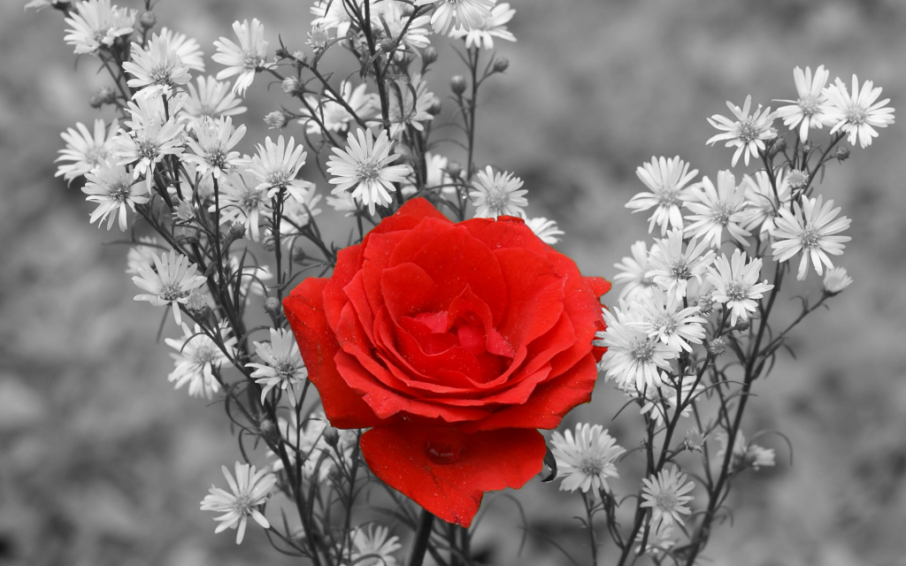 Roses Wallpaper HD Rose Black And White Red