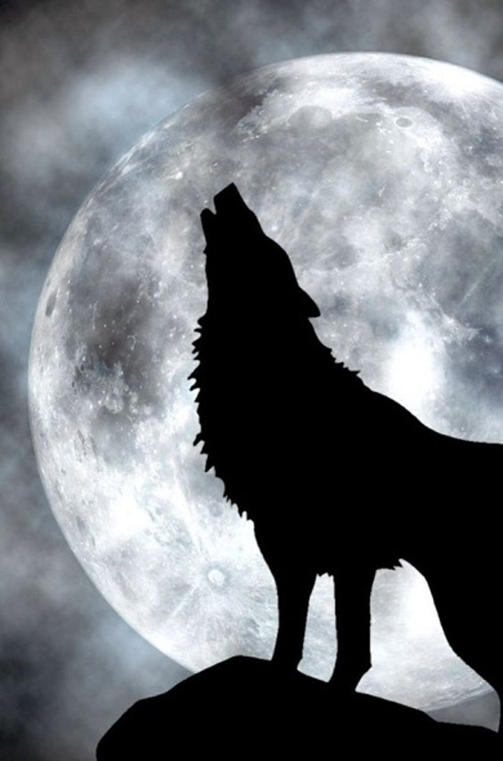 Android Black Wolf Wallpaper