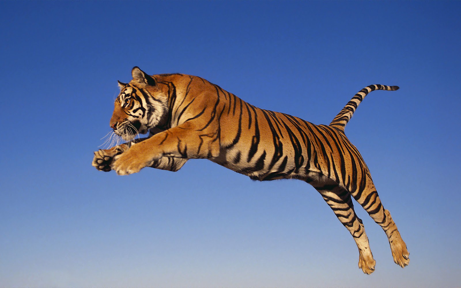 HD Tiger Wallpaper With A Jumping And Attacking