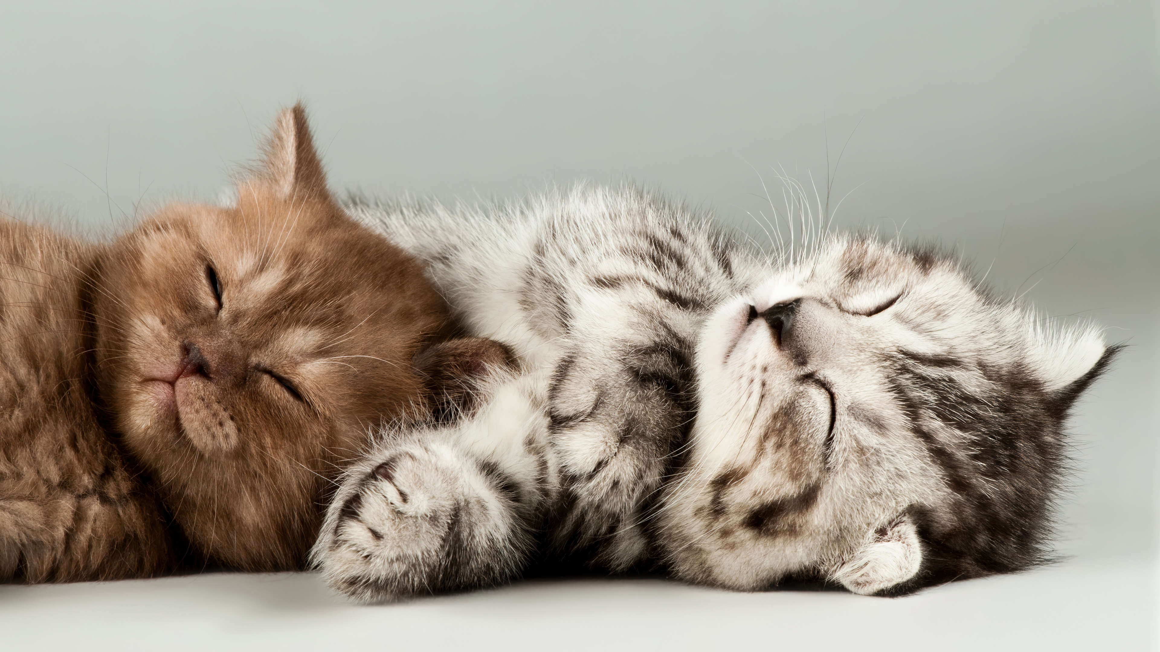 Free download Cute Kittens Cat Wallpaper 4K 43347 [3840x2160] for your  Desktop, Mobile & Tablet | Explore 22+ Kittens 4k Wallpapers | Free Kittens  Wallpaper, Kittens Wallpaper, Funny Kittens Wallpapers