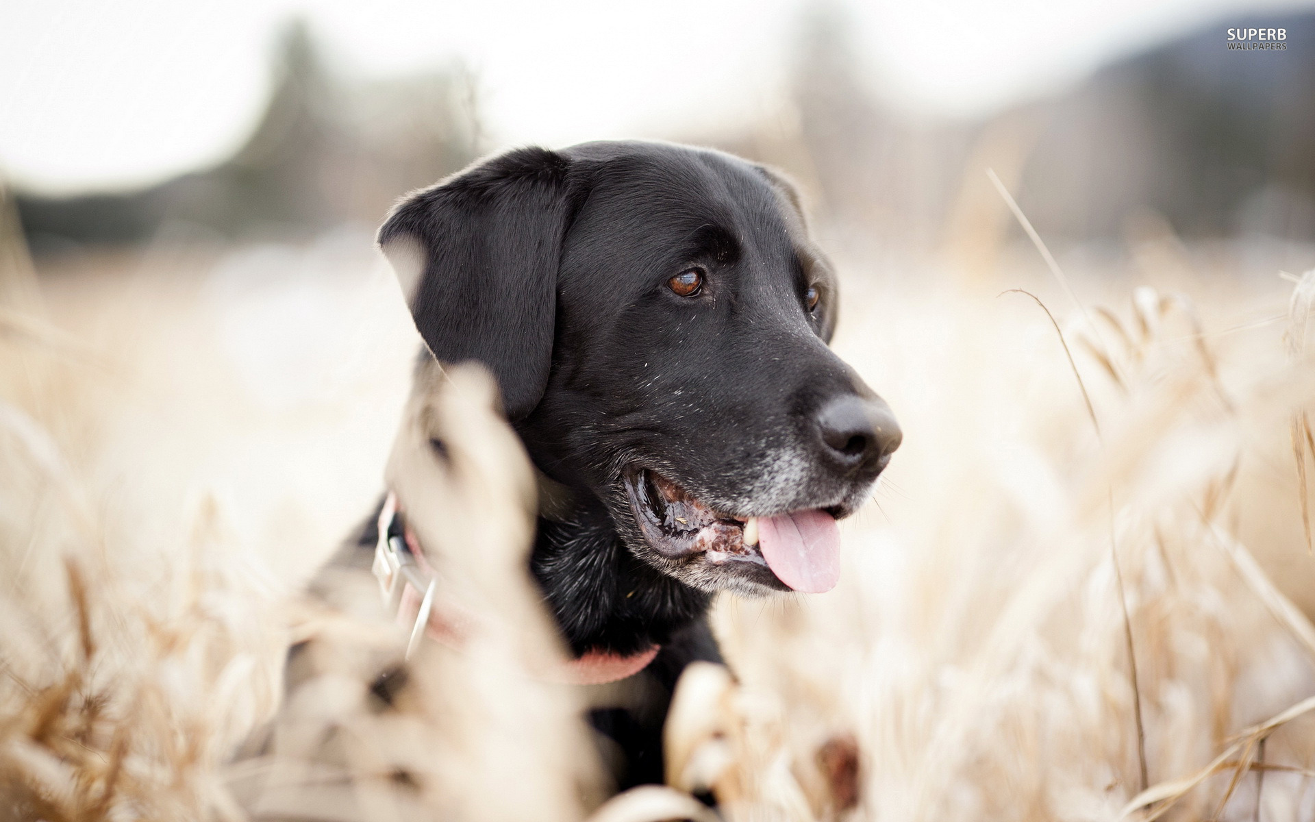 Pics Photos Black Labrador Dog Wallpaper In