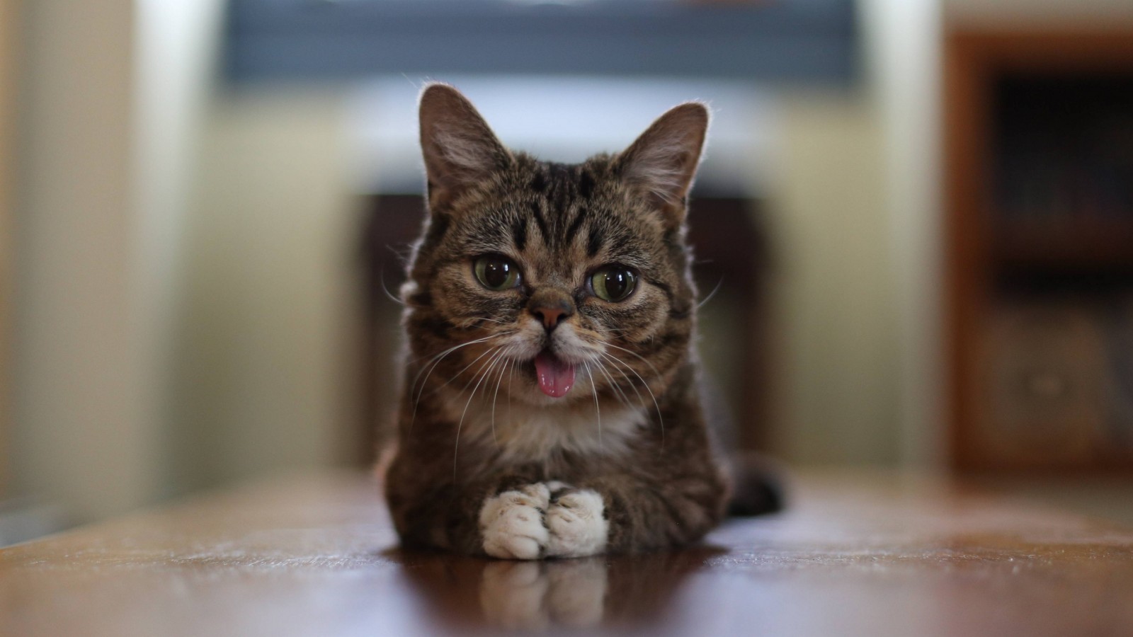 Cat Lil Bub Aka Perma Kitten Widescreen And Full HD Wallpaper