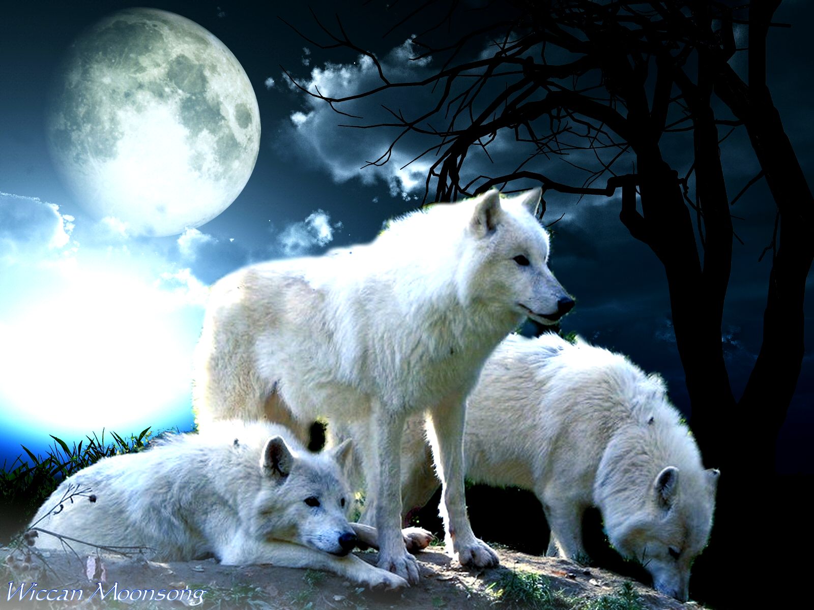 Wiccan Moonsong The Wolf Pack Creed   in celebration of the Full