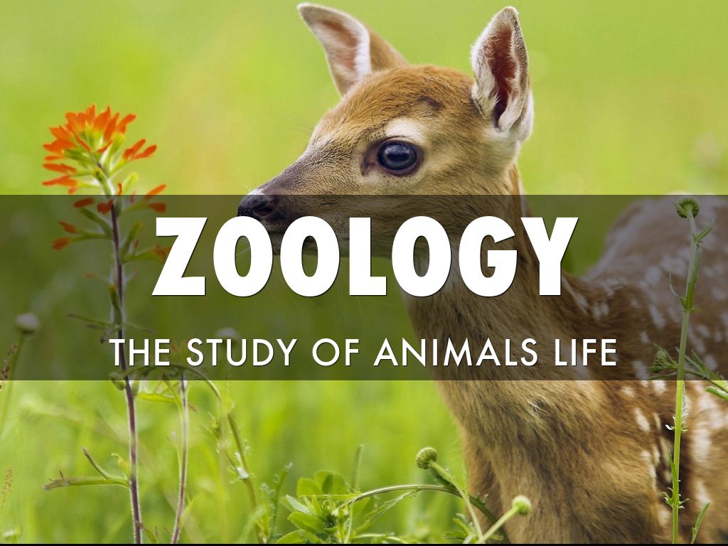 Featured image of post Animal Zoology Wallpaper Every free wallpaper is shot in hd and optimized for your screen