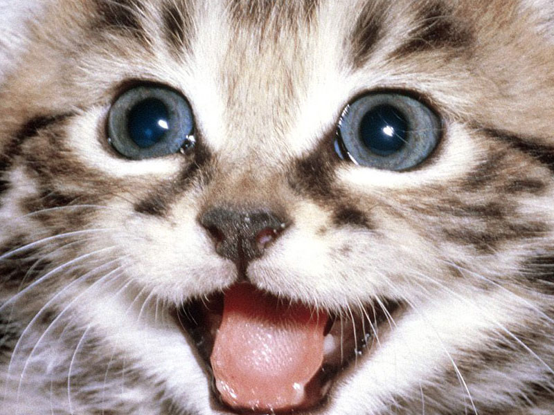 Desktop Wallpaper Funny Cat Awesome