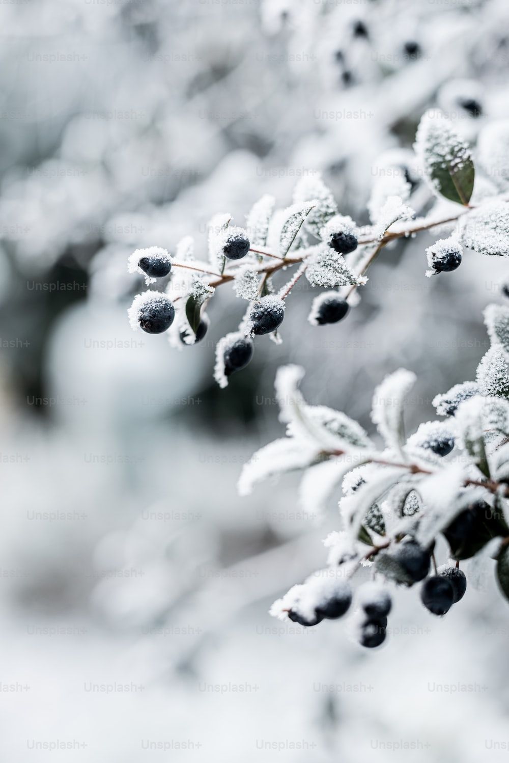 Winter Solstice Wallpaper