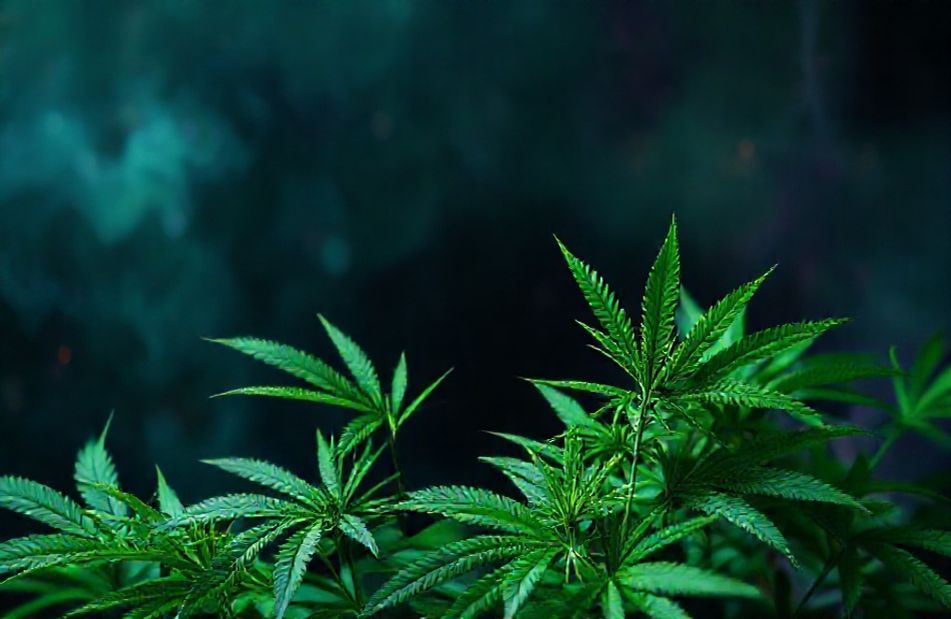 Marijuana Wallpaper And Screensavers