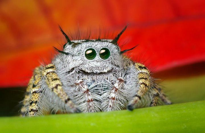 Arachnology Image Cute Jumping Spider Wallpaper Photos