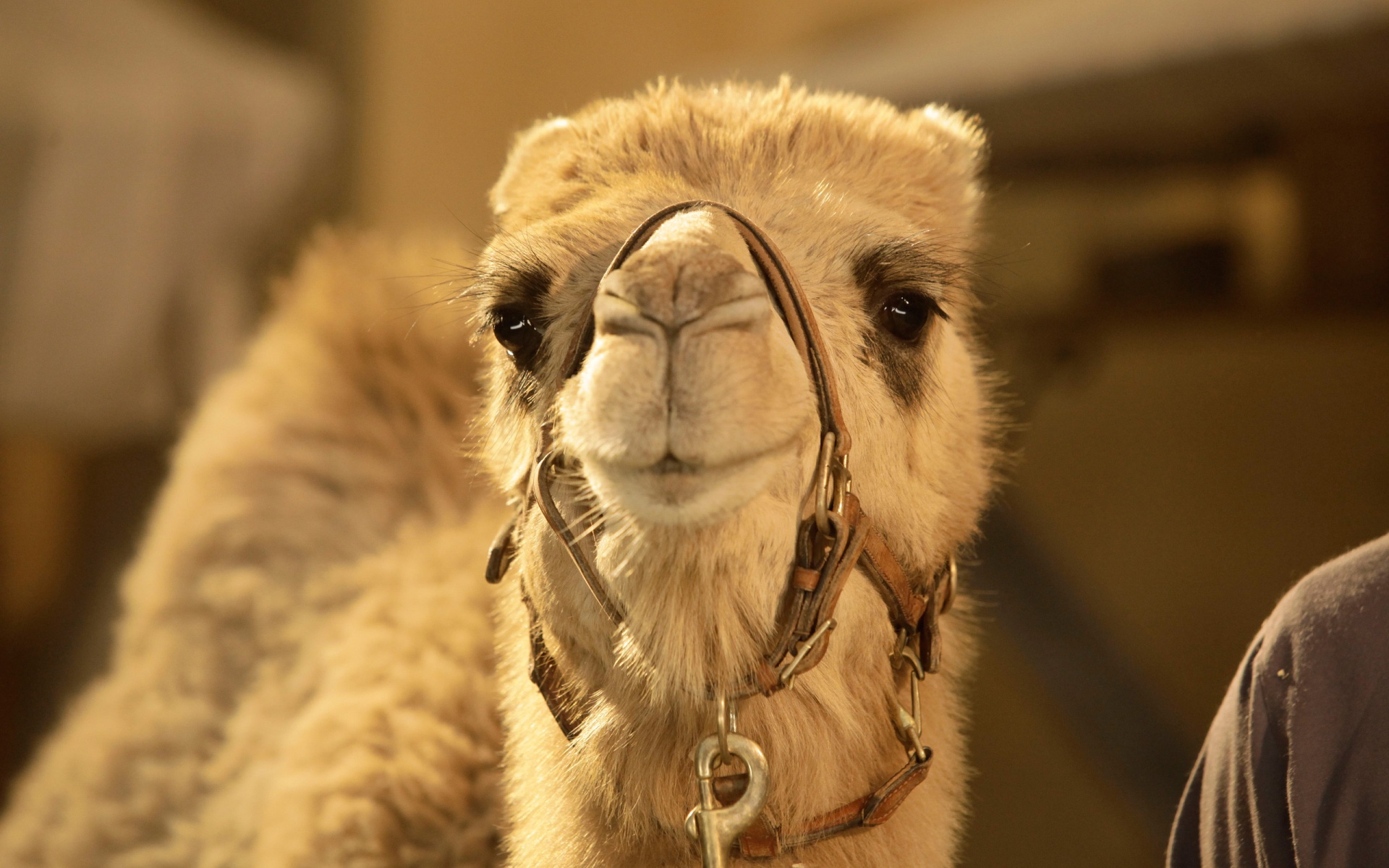 HD Camel Wallpaper HDwallsource