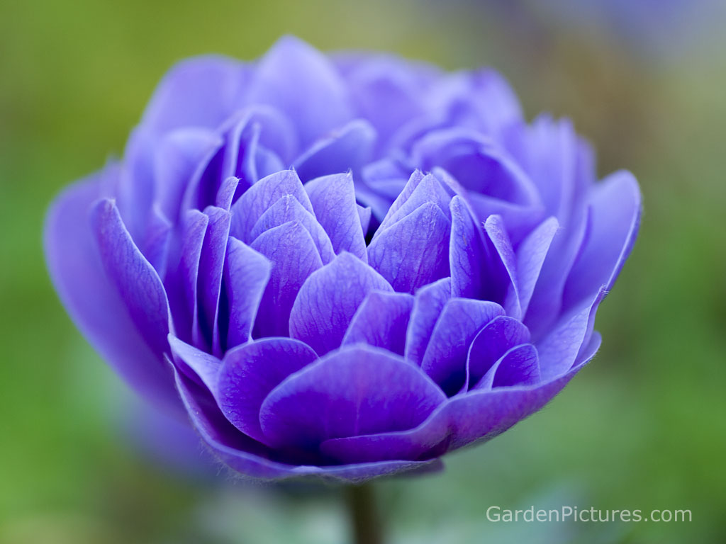 Wallpaper Flowers Of