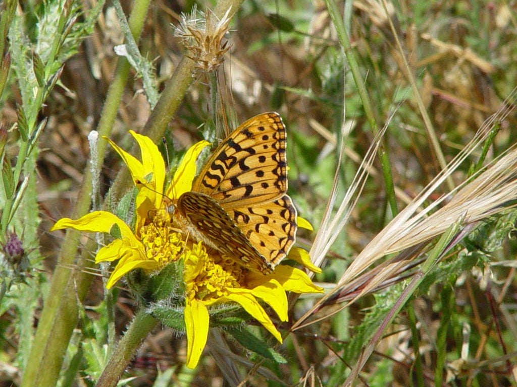 Callippe Silverspot Butterfly Makes Its Yearly Appearance At