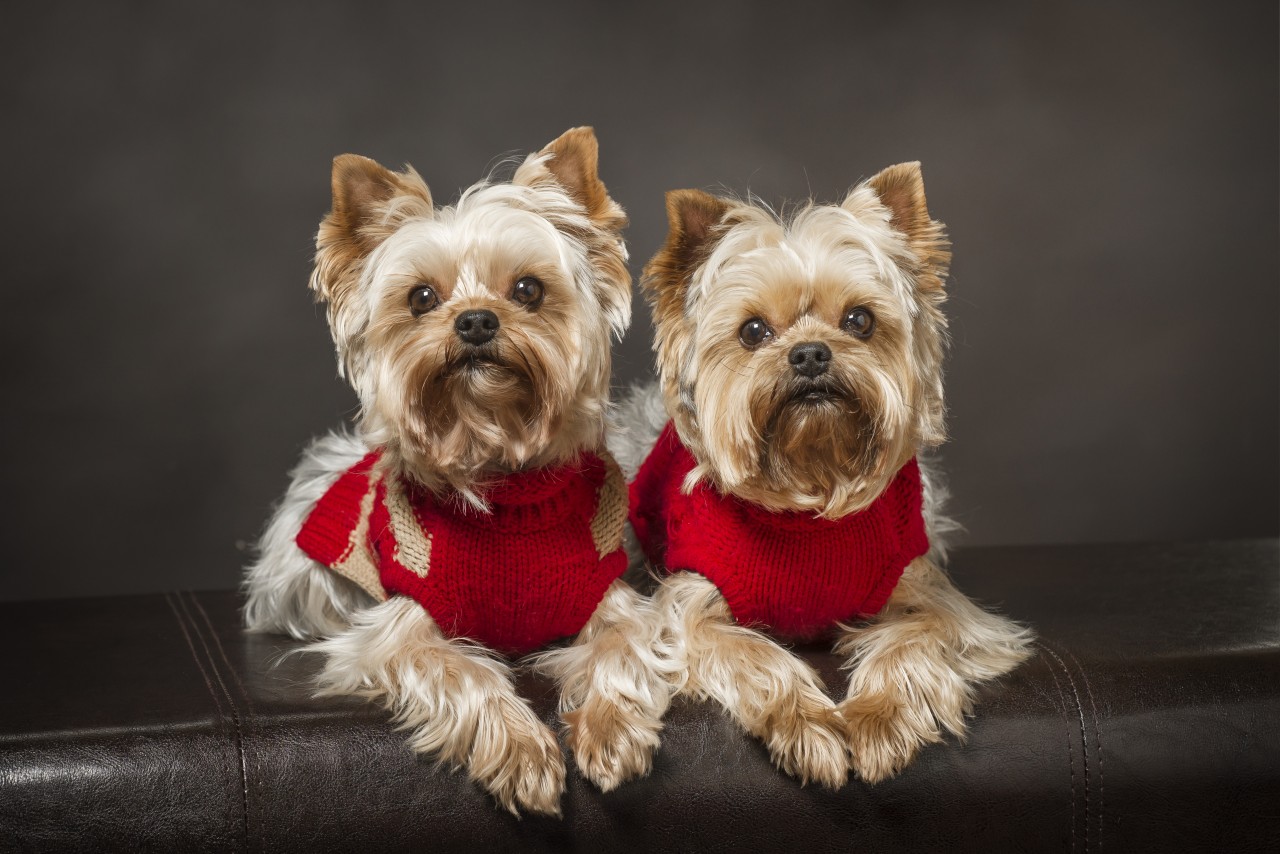 Yorkie Dogs In Red Christmas Sweaters IwallHD Wallpaper