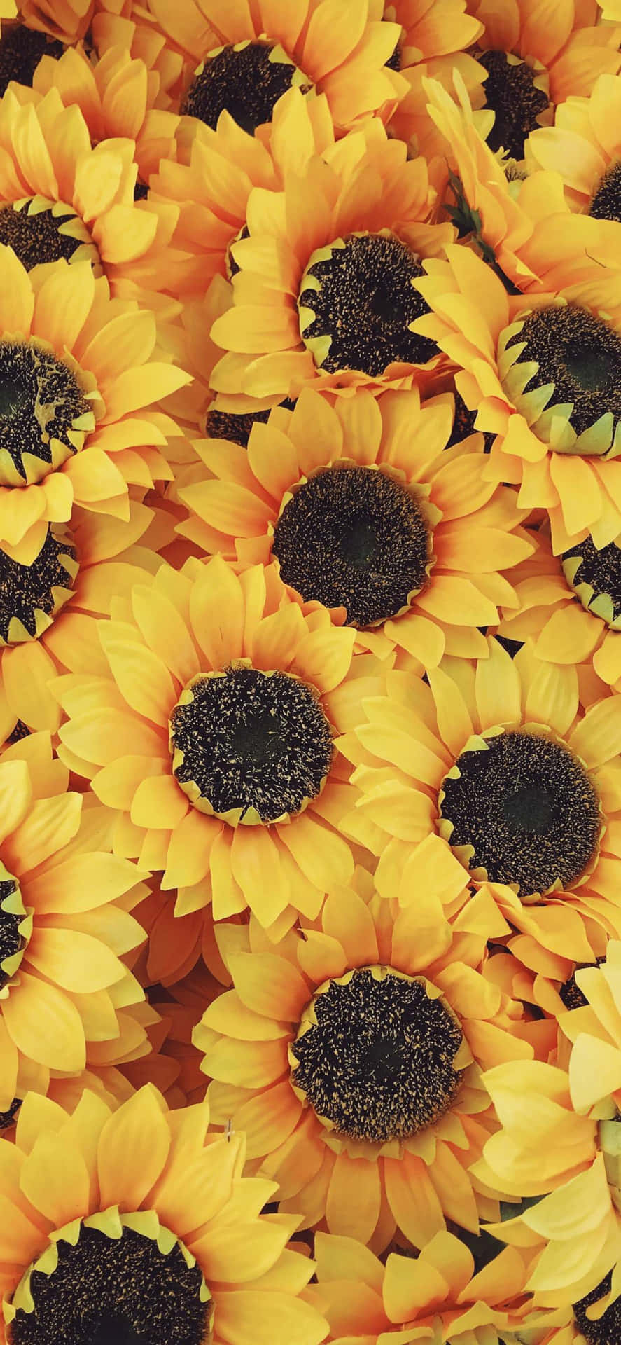 Add Some Color And Life To Your iPhone With This Beautiful Wallpaper