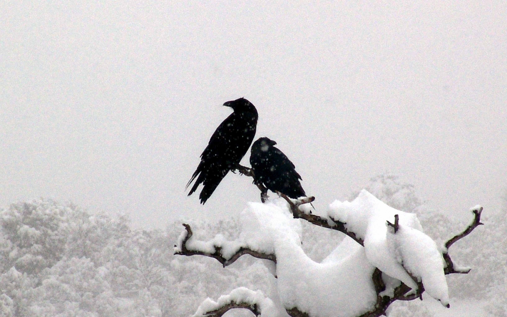 Winter snow birds ravens branches Animals Bird wallpaper 1680x1050