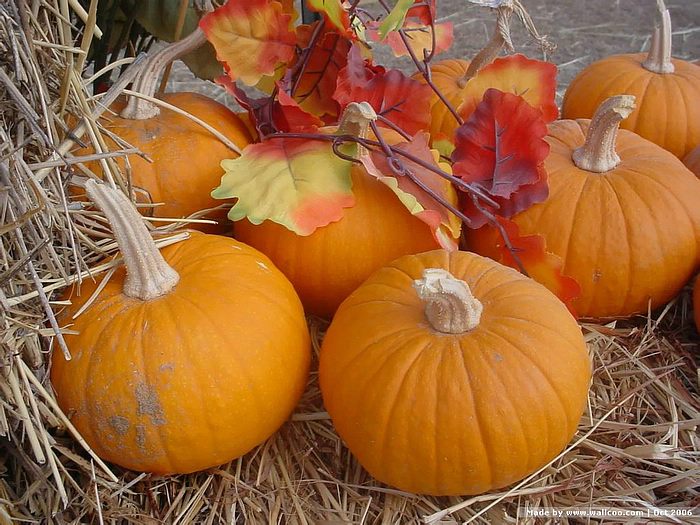 Fall Scenes Wallpaper With Pumpkins Pic2fly