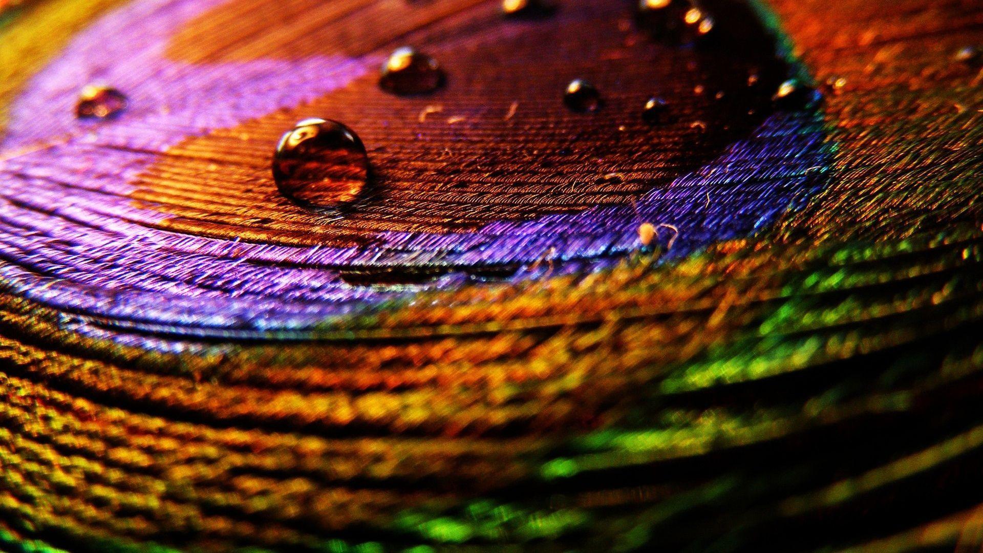 Wallpapers Of Peacock Feathers HD 2015 1920x1080