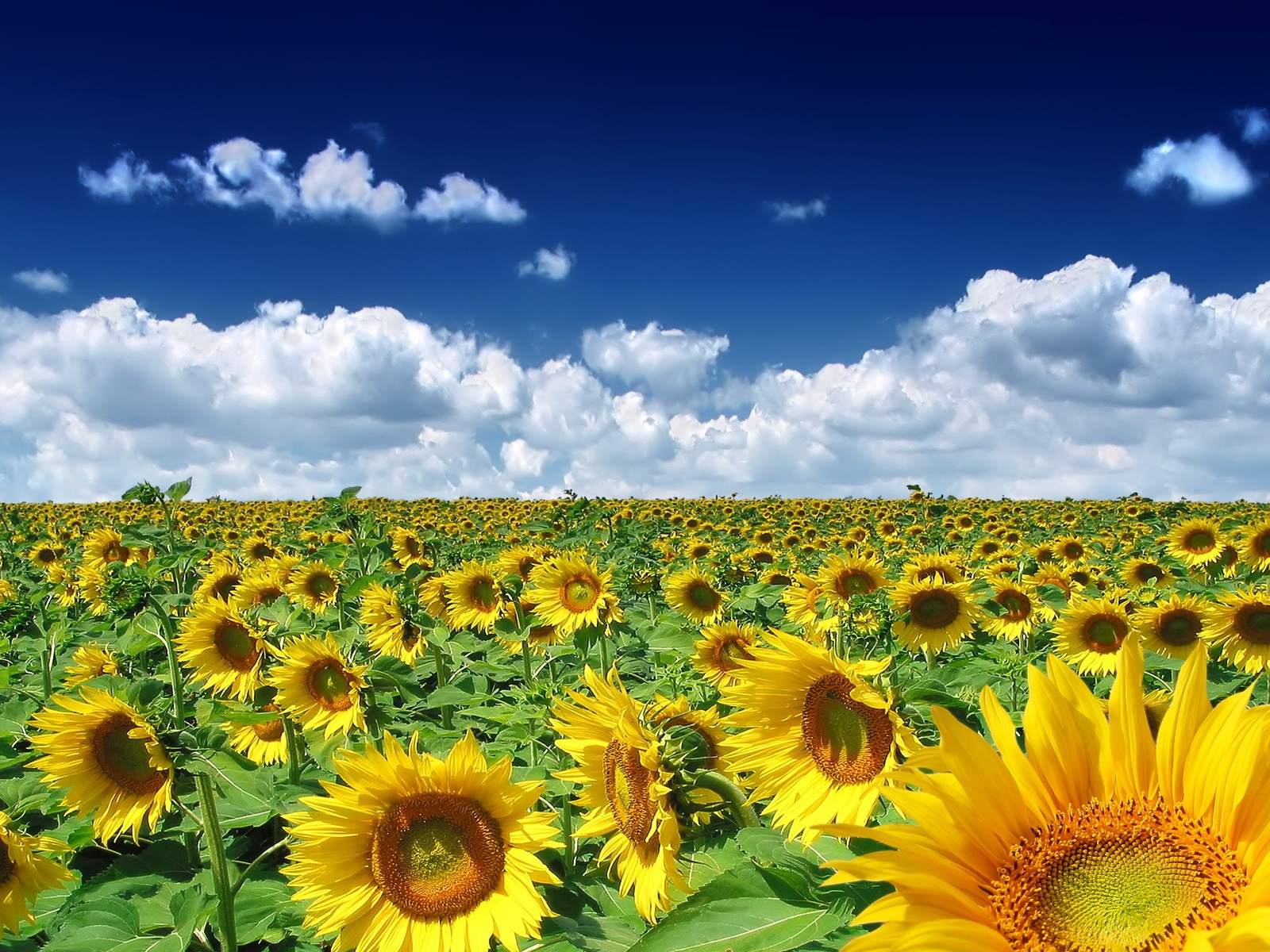 Sun Flowers Field Wallpaper
