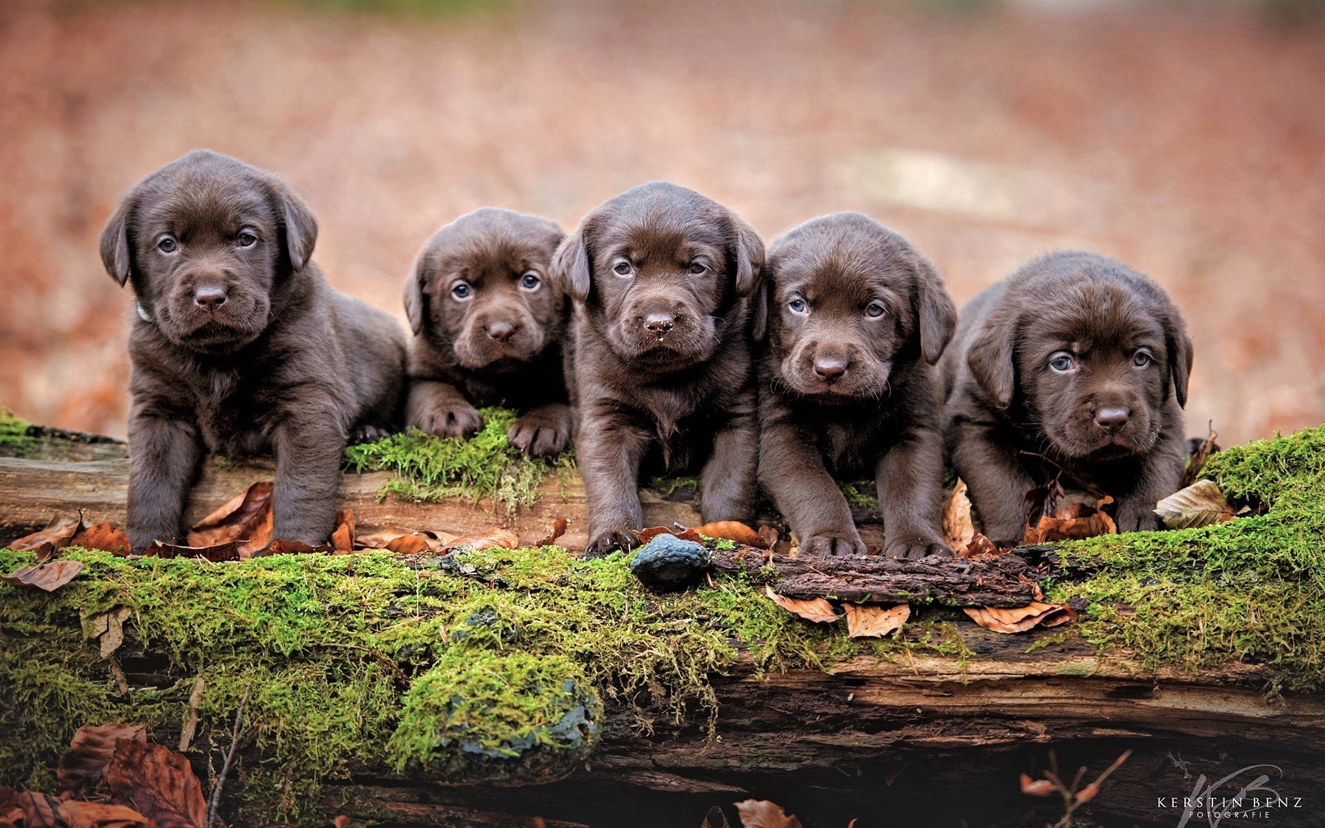 Chocolate Lab Puppies by Kerstin Benz