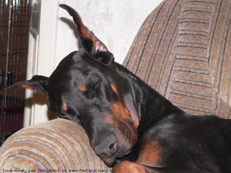 The Doberman Dog Desktop Wallpaper Pictures Online For Pc M5x