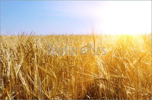 Pin Golden Wheat Harvest Wallpaper