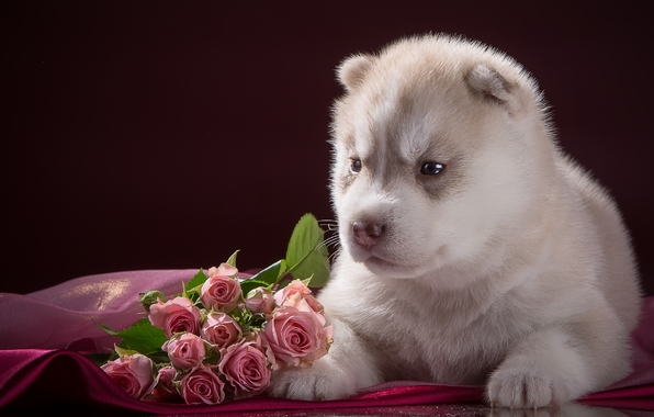 Wallpaper Husky Baby Puppy Rock Roses Dog