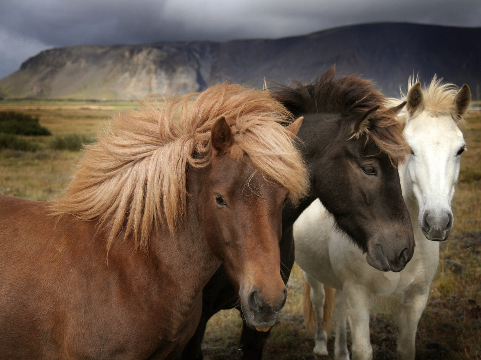 Three Ponies Desktop Wallpaper
