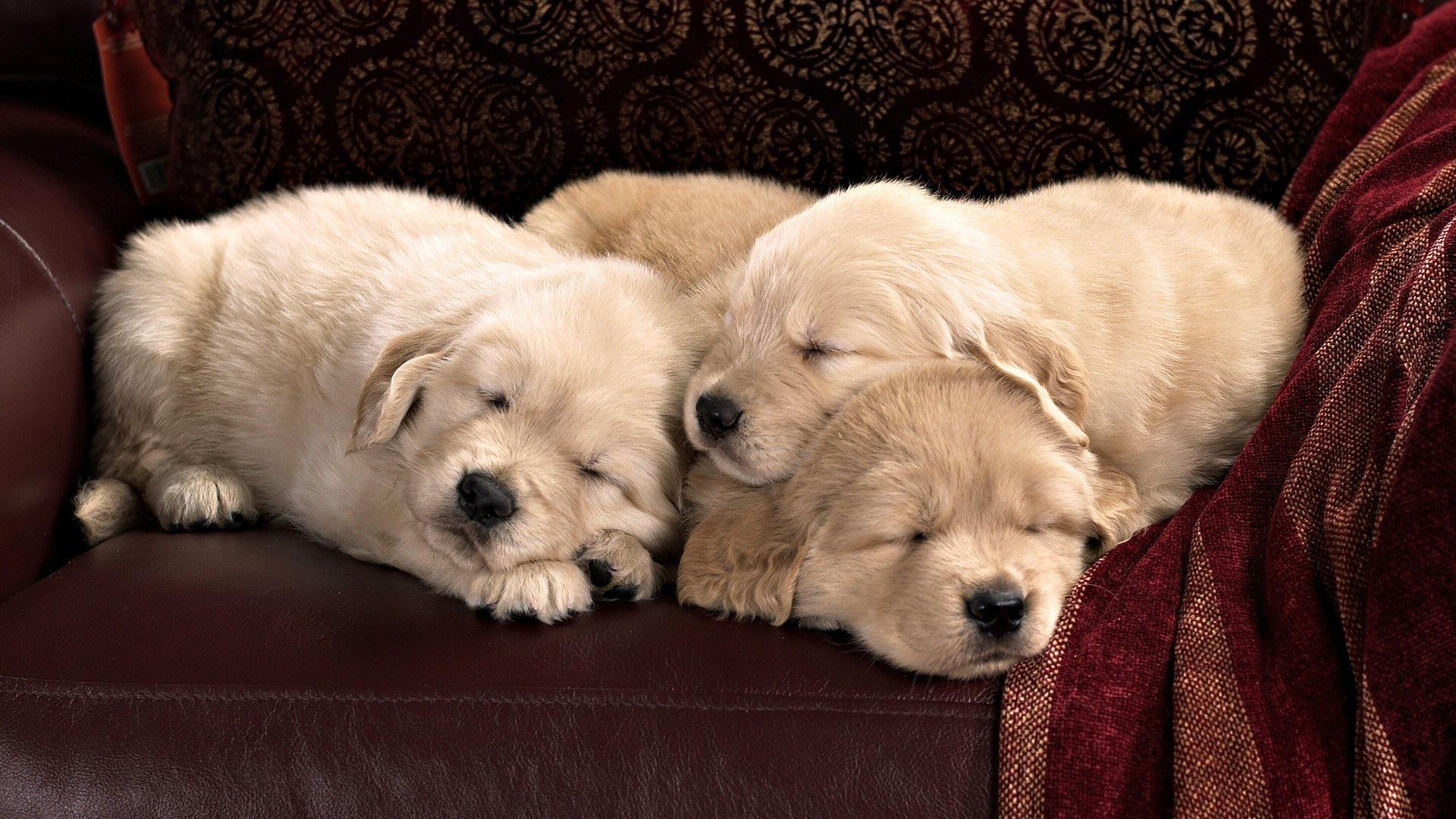 HD Sleeping Golden Retriever Puppies Wallpaper