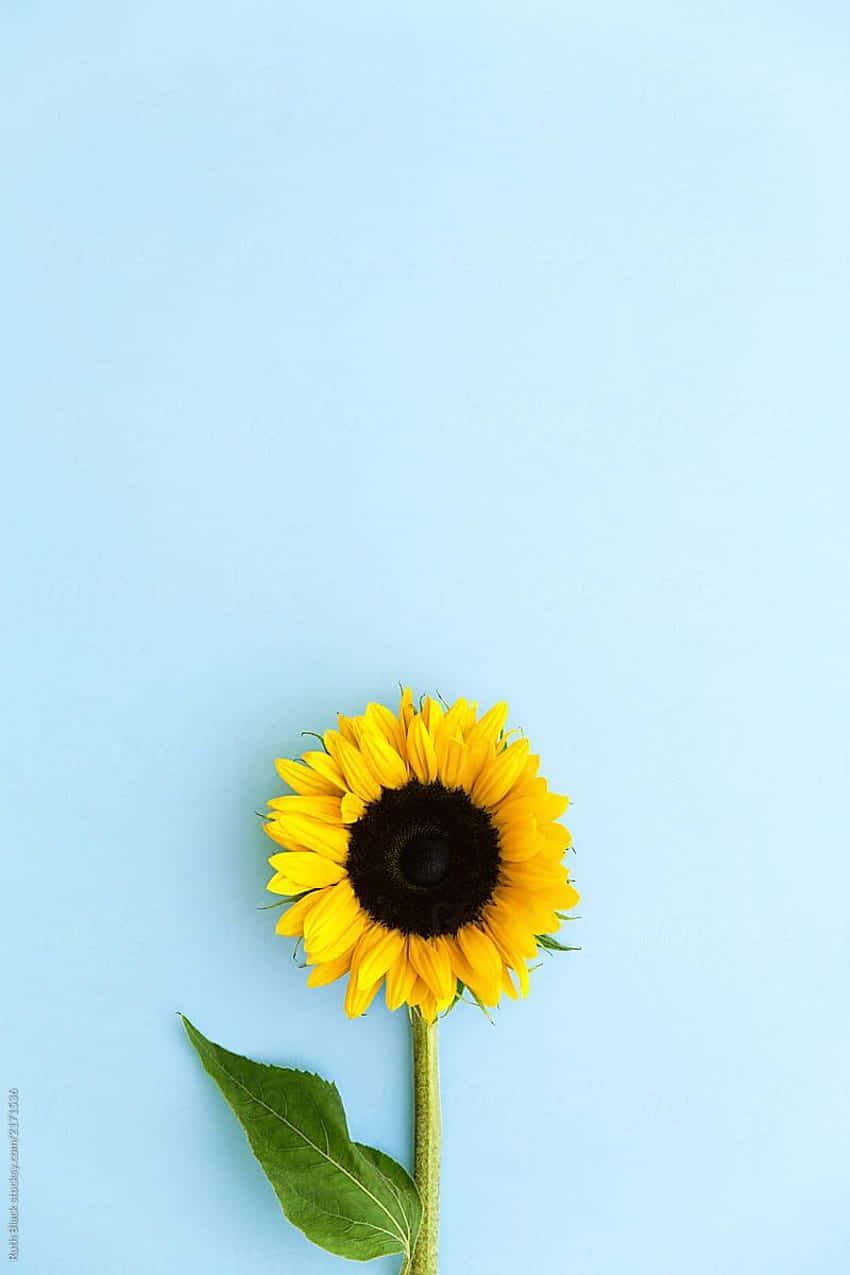 The Beauty Of Dark Sunflower Wallpaper