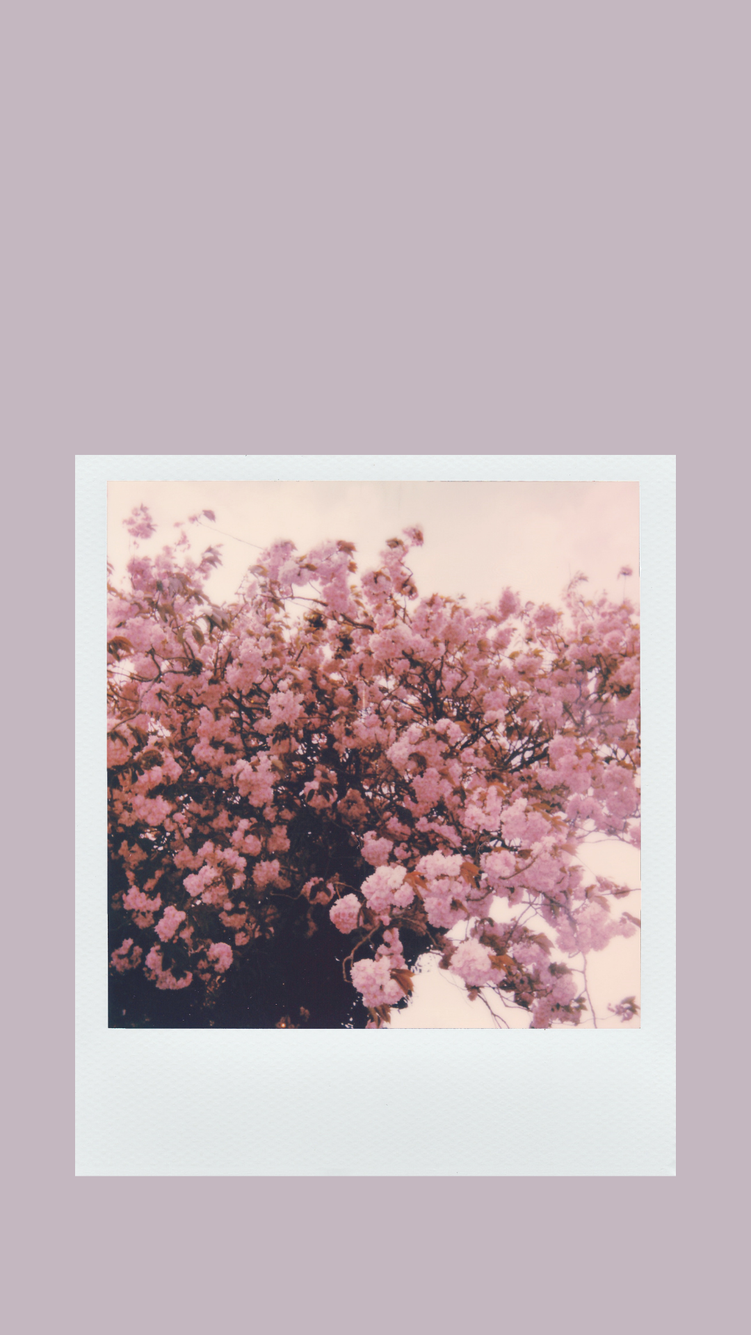 Free Aesthetic Phone Wallpapers for Spring   The Violet Journal
