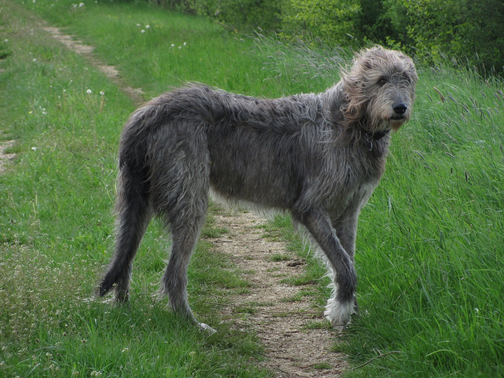 Gallery For Gt Irish Wolfhound Wallpaper