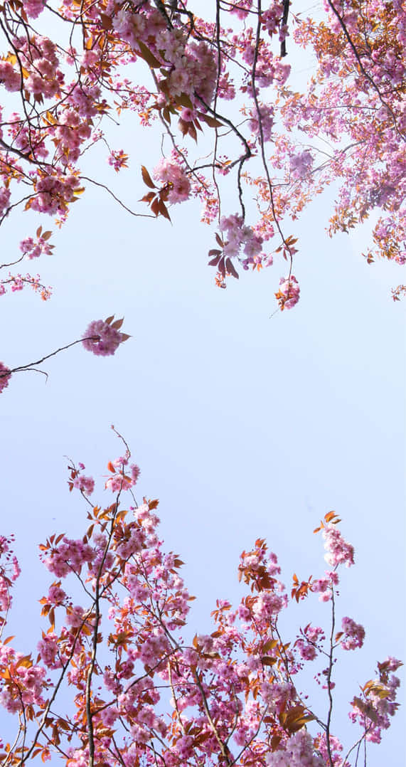 Pink Cherry Blossom Wallpaper
