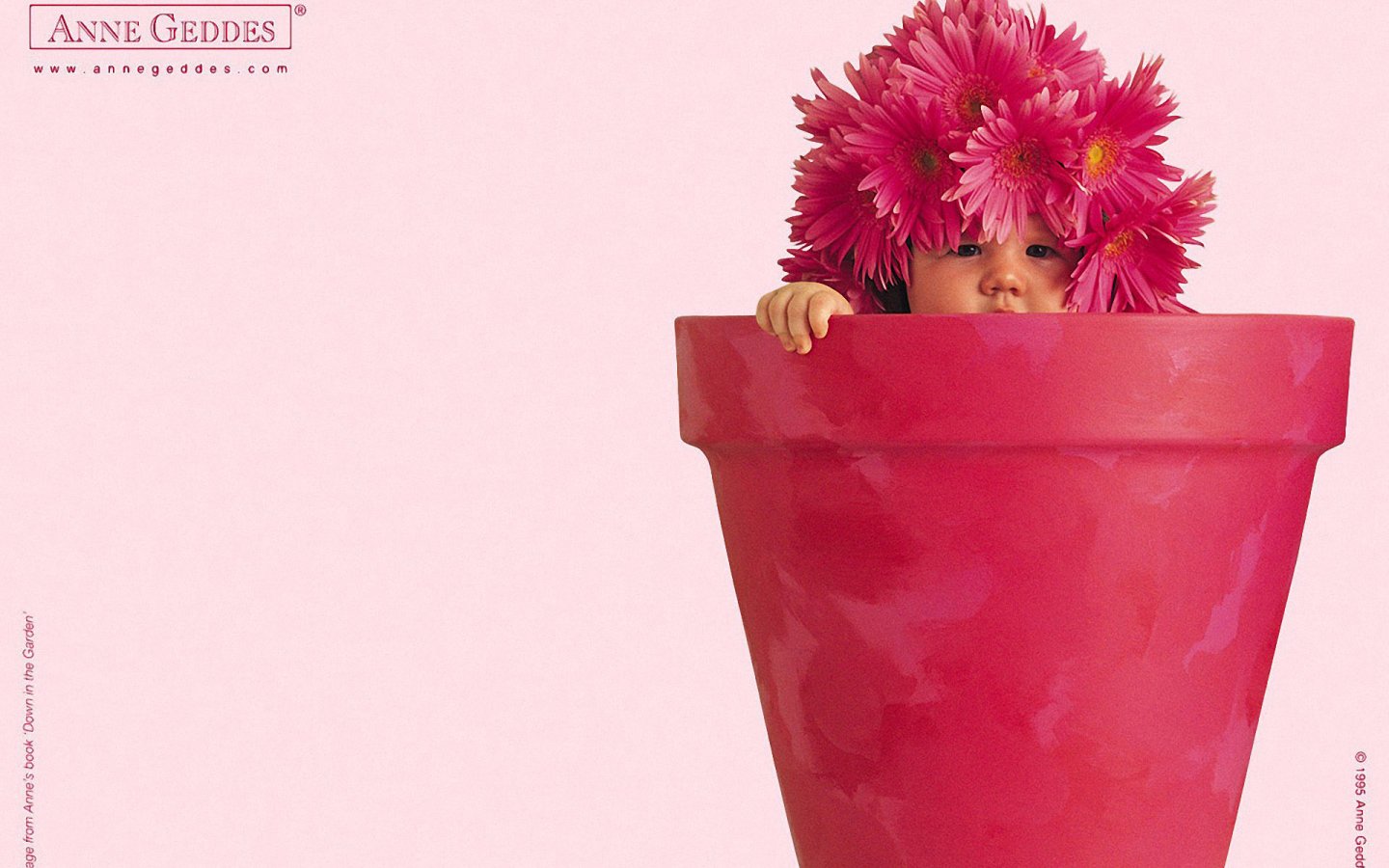 Flower Pot Baby Wallpaper Pictures