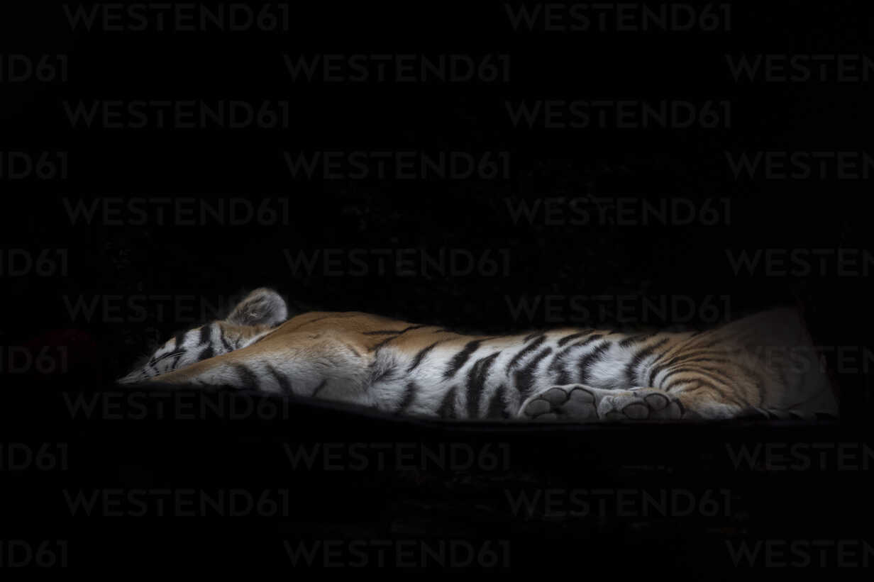 Siberian Tiger Lying In Front Of Black Background Mmaf00104