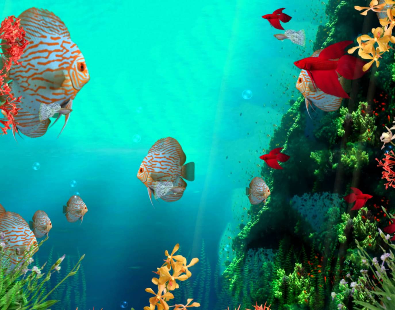Home Reef Coral Wallpaper Beautiful