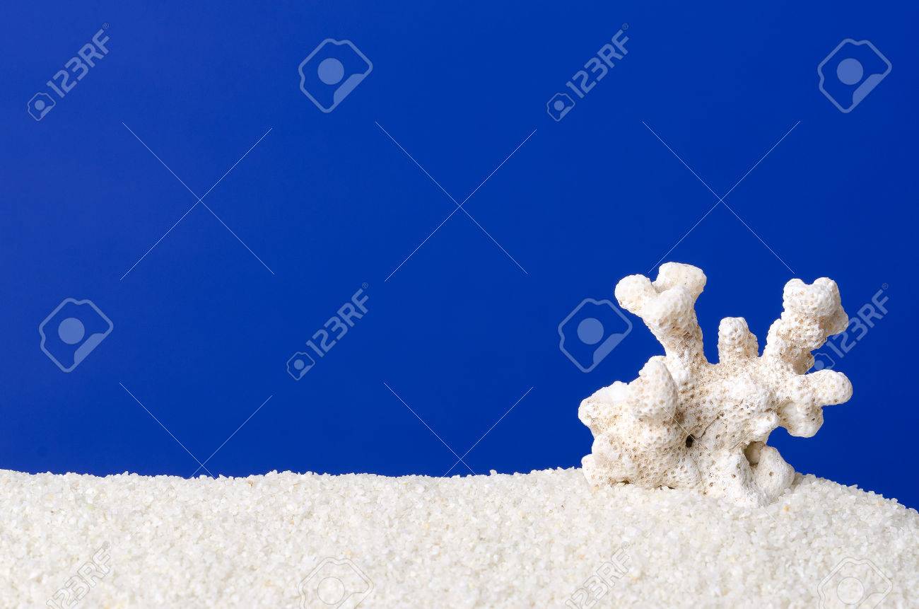 White Coral On Sand With Ultramarine Background Small