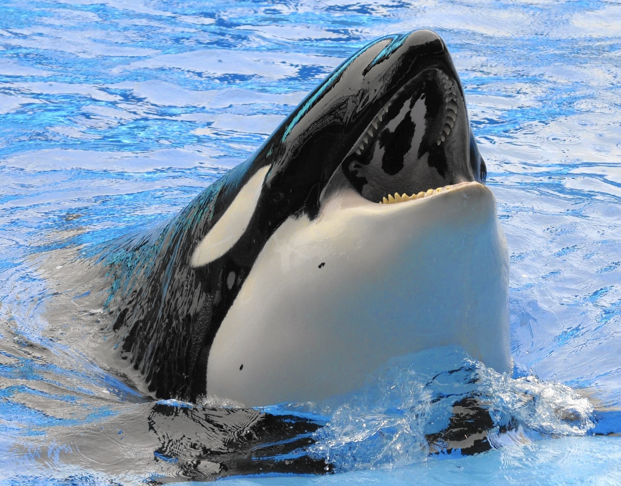 Orca Whale Wallpaper