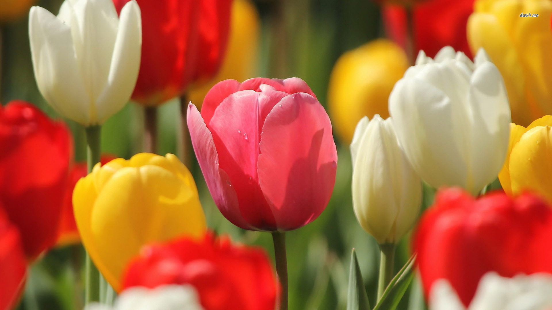 Free download White Red Yellow Tulips Flower HD Desktop Wallpaper Background [1920x1080] for your Desktop, Mobile & Tablet | Explore 41+ Yellow Tulips Wallpaper Desktop | Microsoft Tulip Wallpaper, Tulip Wallpaper for