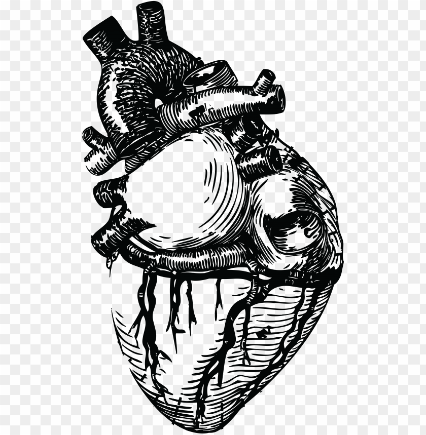 Drawn Grenade Human Heart Realistic Line Art Png Image