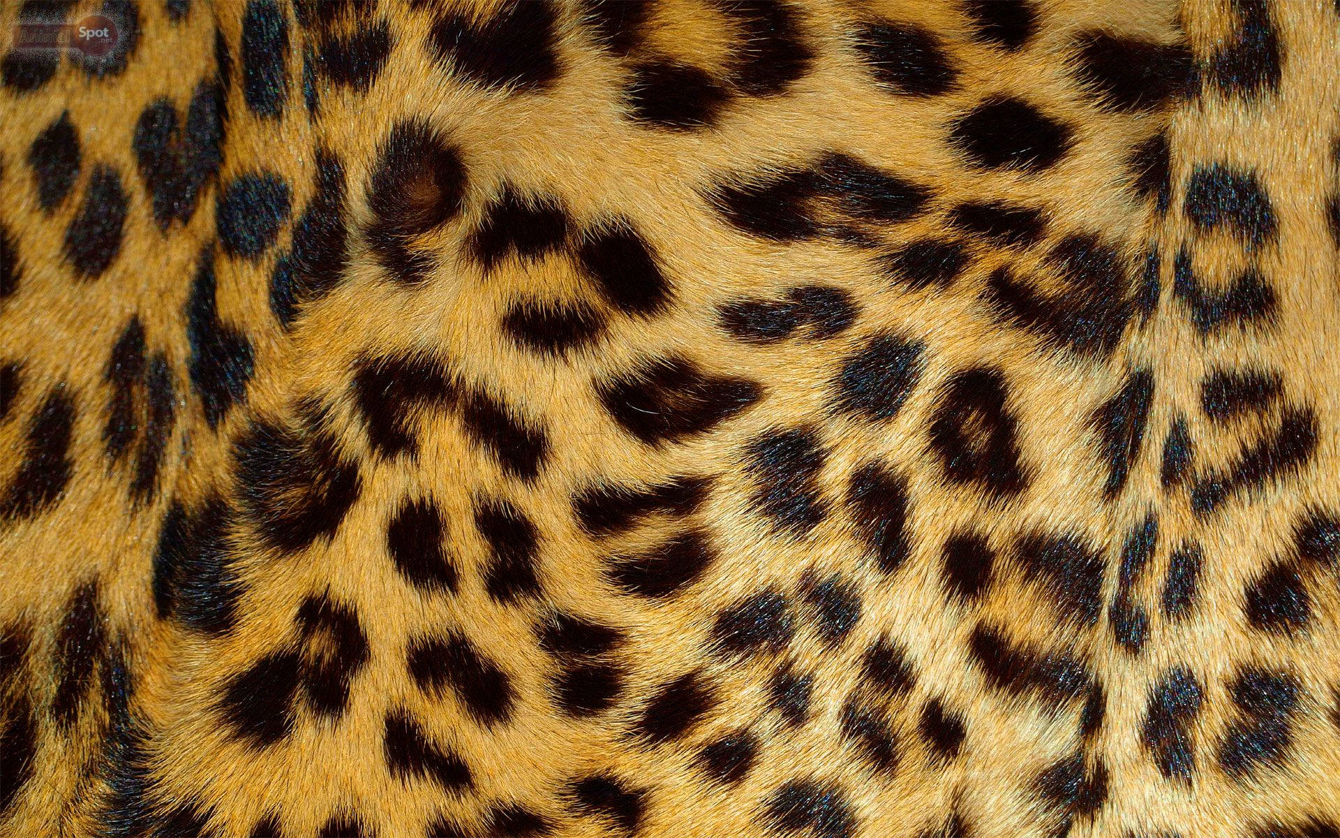 Leopard Print Wallpaper