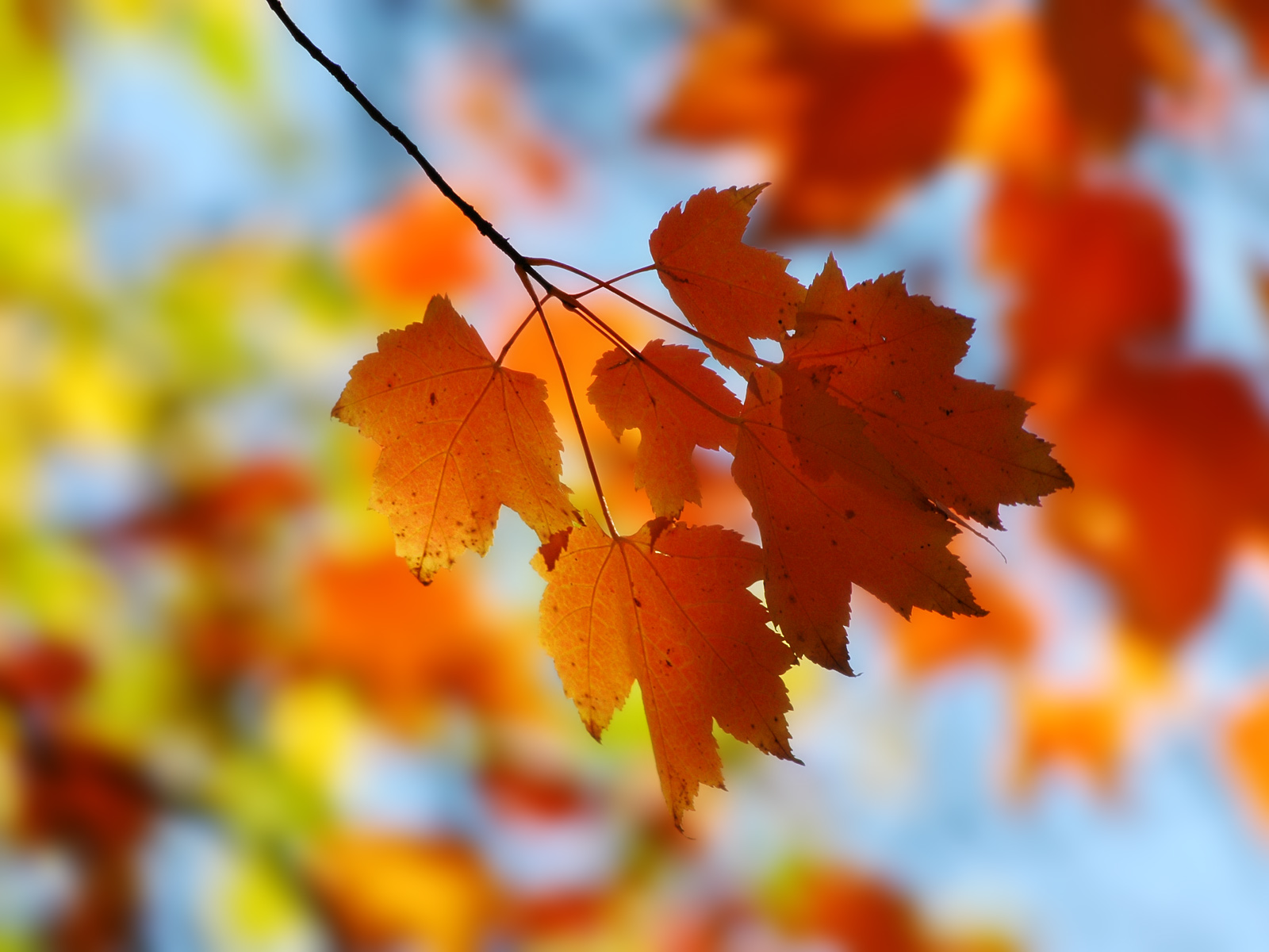 Maple Leaves Desktop Pc And Mac Wallpaper