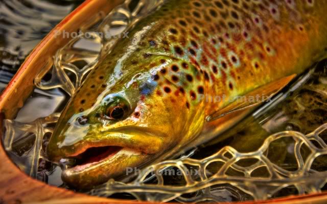 Brown Trout Wallpaper