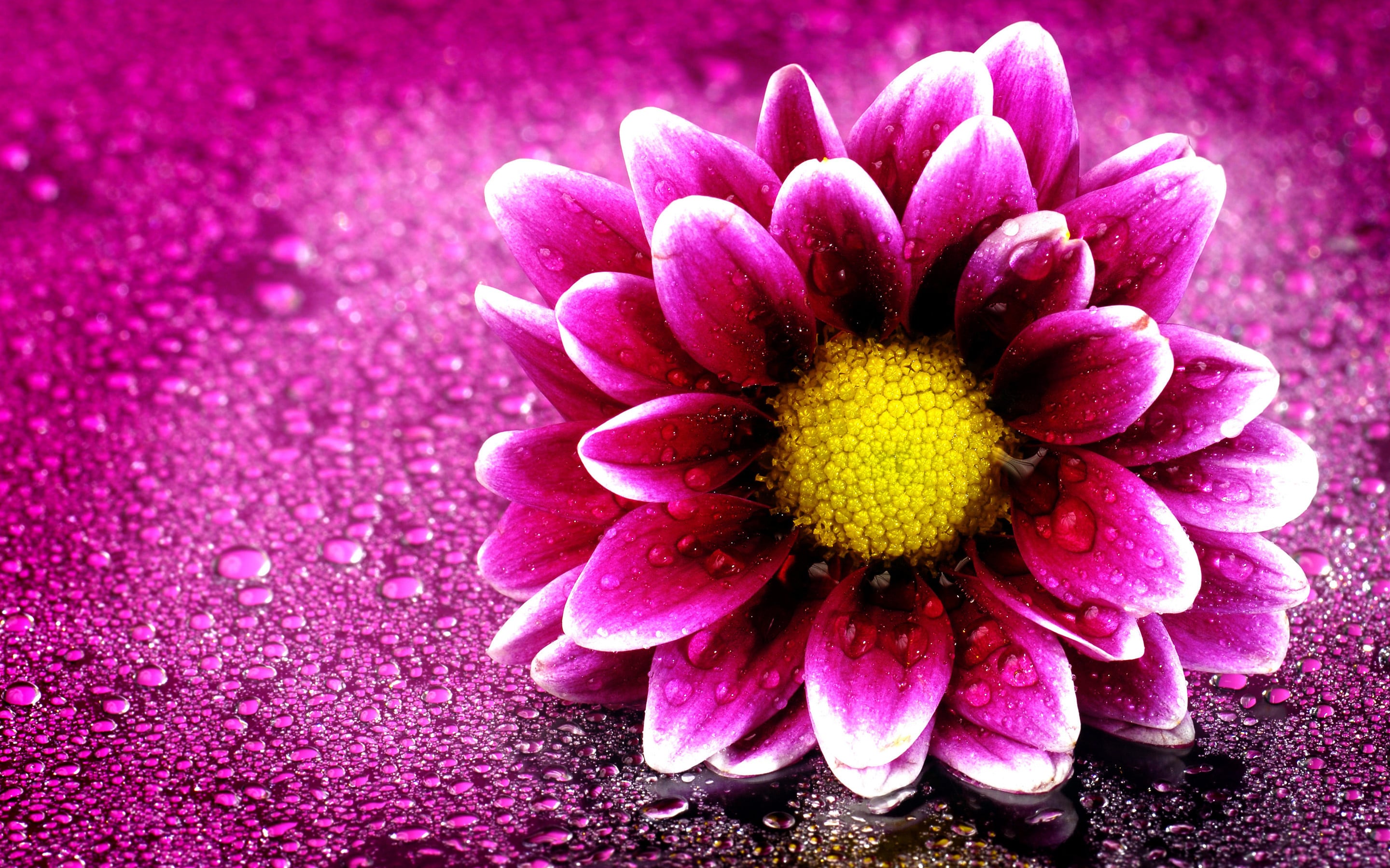 A vibrant pink chrysanthemum with water droplets on its petals, resting on a surface covered in water beads