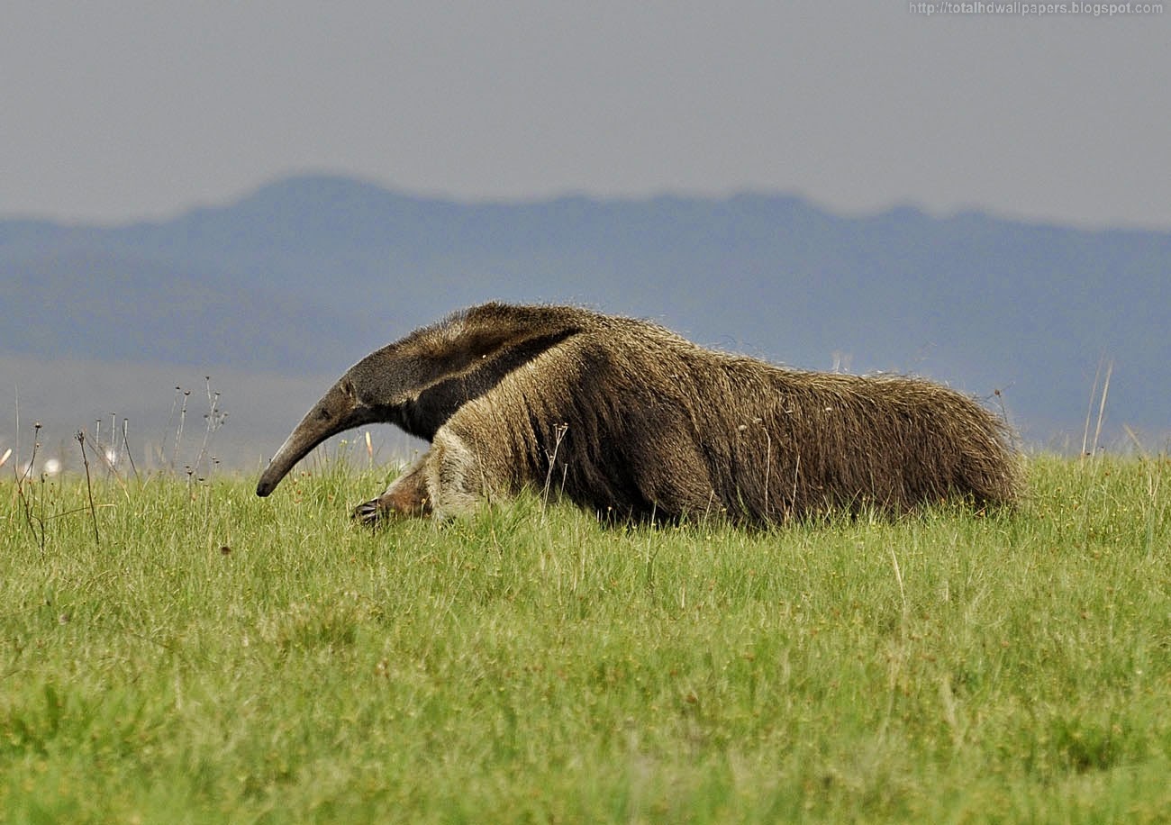 Giant Anteater HD Wallpaper I Picture Photo