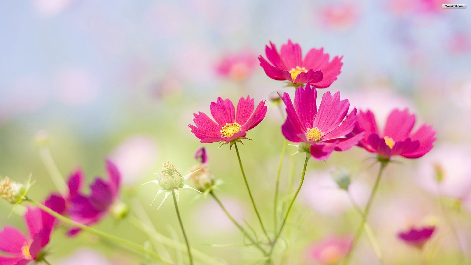 63 Beautiful Flowers Wallpapers on WallpaperPlay
