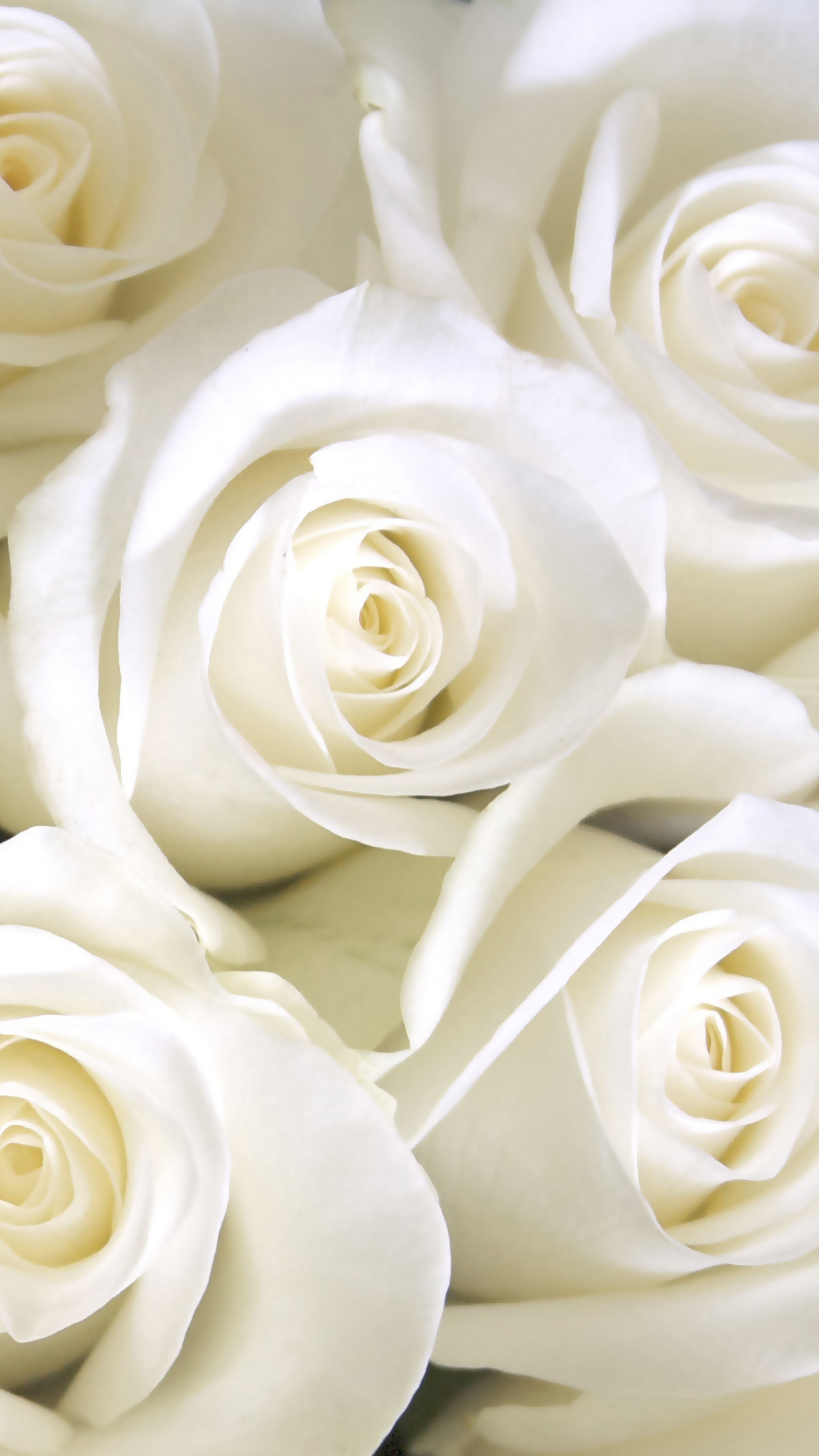 Samsung Galaxy S7 White Roses Wallpaper Gallery Yopriceville